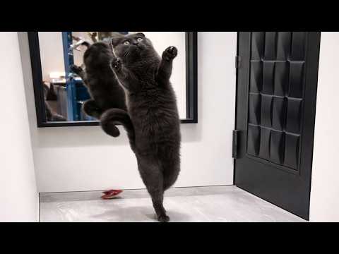 Cats Being Out of Control