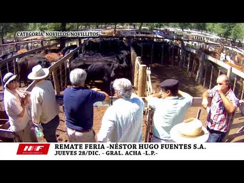 DE FRENTE AL CAMPO junto a NHF S.A. -NOV./NOVILLITOS - JU/28/DIC/2017-
