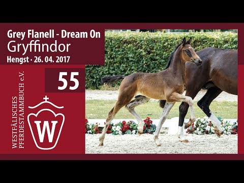 55 Gryffindor  Hengst v. Grey Flanell - Dream On