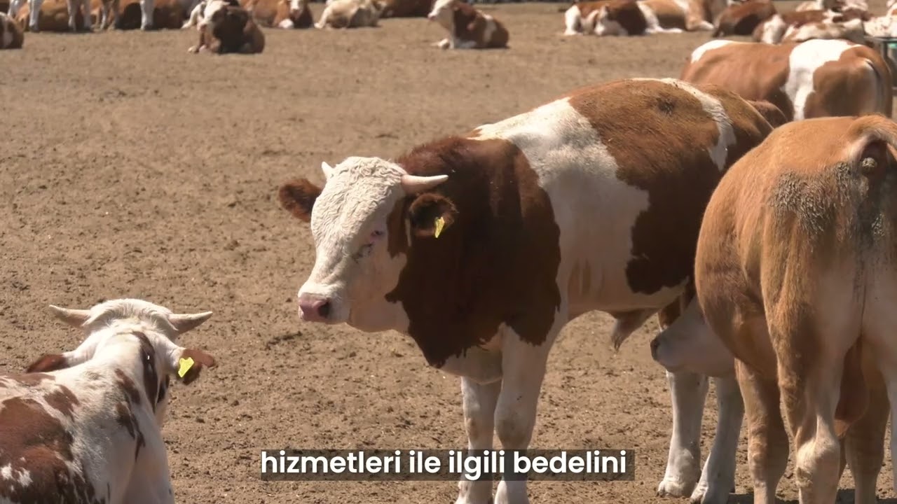 Hayata geçirdiğimiz “Veteriner Hekimliği Hizmet Projesi” için başvurular başladı.