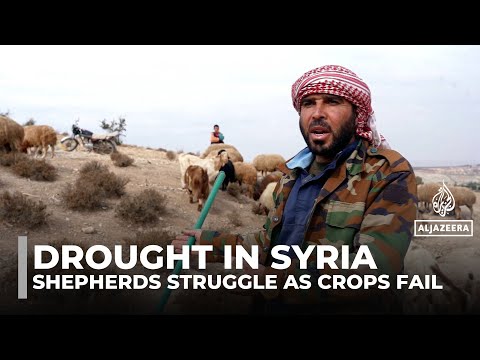 Syria drought worsens: Farmers and shepherds struggle as crops fail and dams run dry