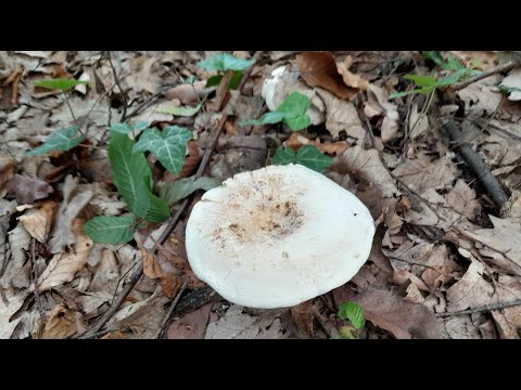 GLJIVE NAŠIH ŠUMA - mliječnica (Lactarius piperatus)