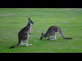 Animals Nature Kangaroo Zebra Lion Rhino Beautiful Relaxing And Wildlife Videos Birds Dekhiye