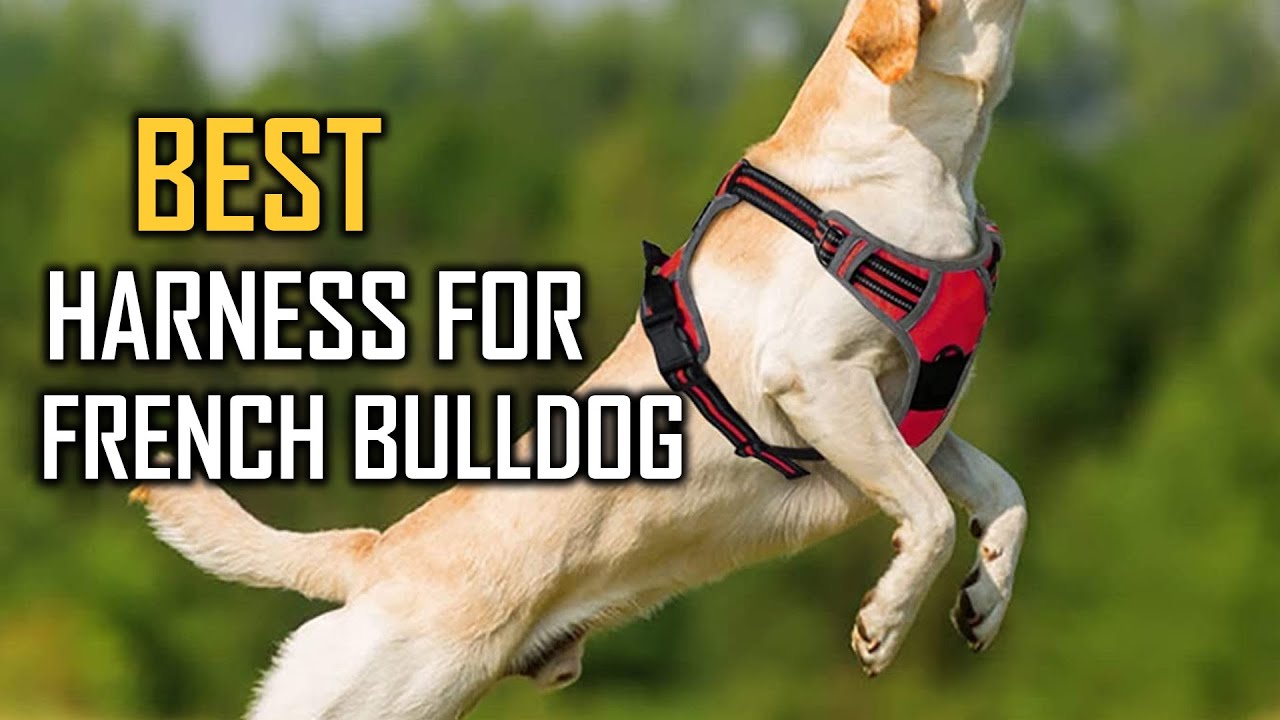 Top 5 Best Harness for French Bulldogs Review in 2023 | Small/Medium/Large/Extra Large Dogs Harness