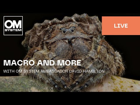 English | Macro and More with OM System Ambassador David Hamilton