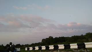 Download lagu Suara walet sp top 4 2019 By vinz mp3 Download lagu Suara walet sp top 4 2019 By vinz mp3