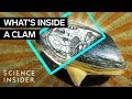 What S Inside A Clam