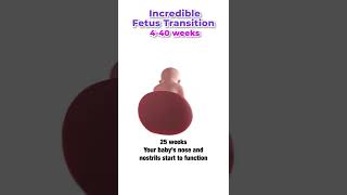 Incredible Fetus Transition 🤯🥹4-40 weeks 😍 #shorts