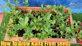 How to grow kulfa (Purslane leaves) from seeds | seed to Harvest with full update #Kulfa