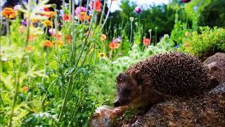 Au jardin de mon père