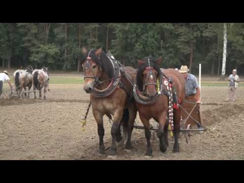 Koně v akci 2016