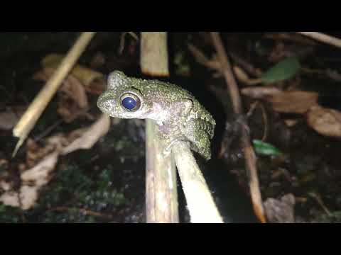 Ecología para la Conservación de Anfibios - Intro