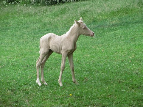 Grace v. Golden Grey x Normandie v. FS Numero Uno geb. 20.5.2020