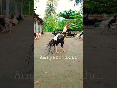 ams peruvidai farm Salem #short