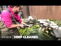 How An Algae Infested Koi Fish Pond Is Deep Cleaned Deep Cleaned Insider