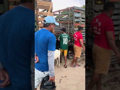 Maria representante de miraima e show papai Itapipoca Ceará na feira dos animais