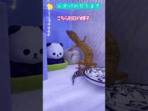 【レオパ】一瞬で上下関係が決まるほしがきとカエル #shorts #レオパードゲッコー