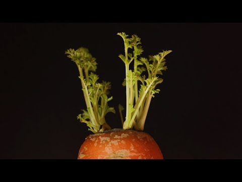Growing Carrot time lapse
