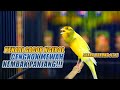 SUARA BURUNG 216 Kenari GACOR PANJANG INI Cocok Untuk Masteran KENARI PAUD Dan Kenari Macet BUNYI