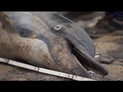 Hécatombe sur la Côte Atlantique : plus de 11 300 dauphins capturés dans les filets de pêche en 2019
