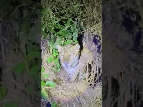 ONÇAS-PINTADAS SÃO REGISTRADAS EM POUSADA DE CABIXI/RO E ENCANTAM TURISTAS