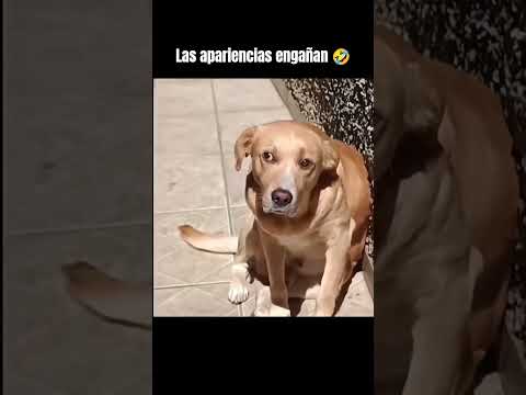 Las apariencias engañan 😂 #humor #viral #memes #risas #perros #dog #chistes #funny #fyp #shortvideo