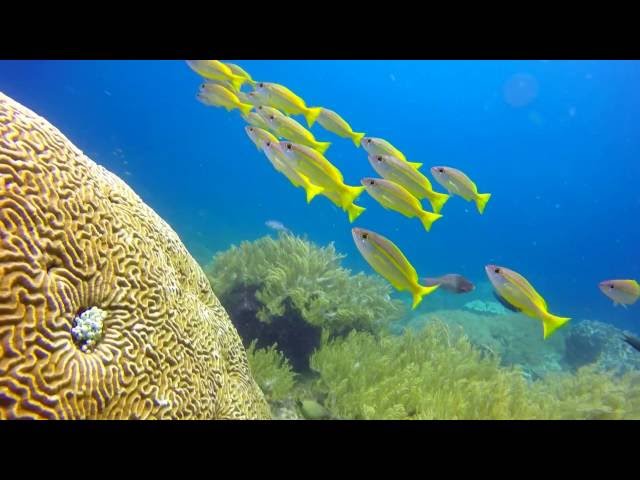 KARANG BAYANGAN SITE - Guerilla Dive Indonesia@Misool Raja Ampat