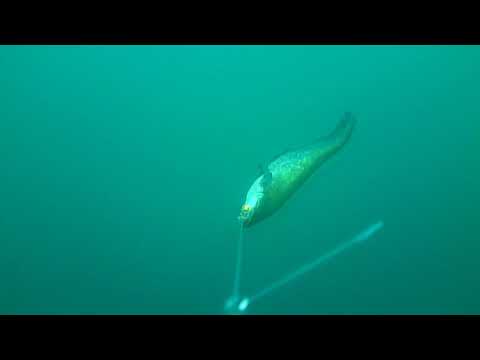 Som na troling, podvodni snimak. Bilecko jezero