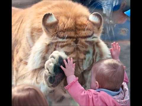 Fratele Suciu - predica - Copiii lui Dumnezeu