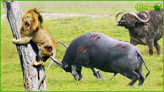 Male Lions Are Tormented By Hundreds Of Wild Buffaloes - Unequal Battles In The Animal World