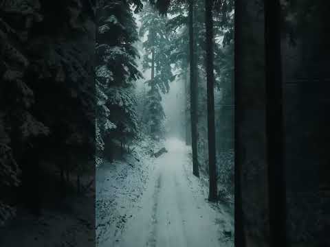 Germany Black Forest and Loneliness | #shorts #winter #forest