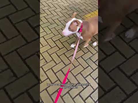 3 tips for your dog to walk by your side without pulling you on walks #shorts