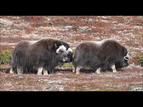 Moskus på Dovrefjell 8 min 38 sek video av Odd Walseng 22 09 2019