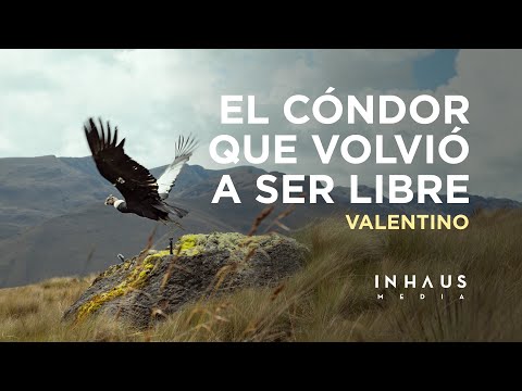 Valentino: The Condor Who Was Free Again | DOCUMENTARY
