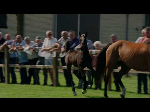 presentation day Vidento de Veste