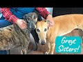 Why 2 Greyhounds are Better than 1