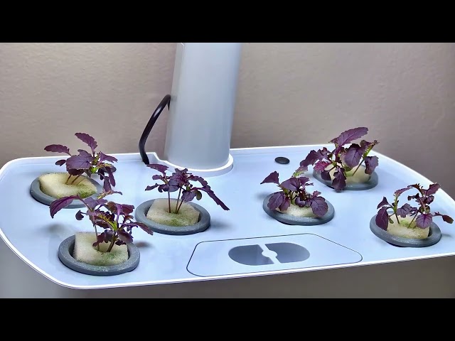 Judge.me YouTube video placeholder