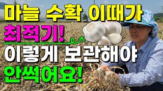마늘 수확 최적기 이것만 확인하면 됩니다. 보관방법은 이렇게 해보세요 마늘재배 마늘농사