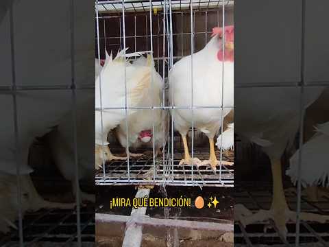 ​¡Directo del nido! 🥚✨ ¿Cómo lo prefieres tú? #Camajuaní