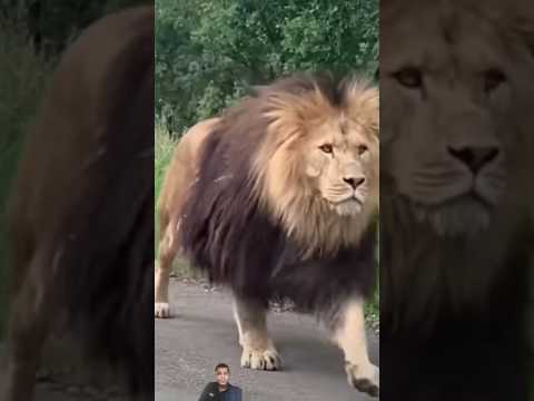 Layon 🦁🦁#layone #shortsvideo #subscribe