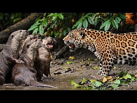 Survival in der Wildnis – Nur die Stärksten überleben