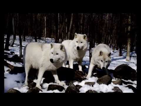 Knife`Man Ft BiG NiGhT & BiG WoLF - Ndryshe jena rrit