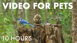 Blue Jays, Chipmunks and Squirrels in the Forest - 10 Hour Cat TV for Pets to Watch - Oct 08, 2025