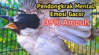 Download lagu Suara Burung Kutilang Gacor KUTILANG RIBUT NGAMUK Ampuh untuk menaikkan Mental EMOSI Kutilang Lain. mp3