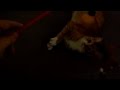 Orange White Tabby Cat Kitty Playing With Christmas Reindeer Light Up Toy
