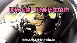 [問卦] 被嗆「狗自己開公務車美容怎麼了」,怎