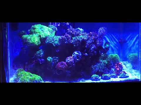 10 g reef tank looking sharp