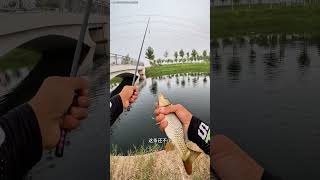 你们到底谁给我走漏了风声，老钓位真是人山人海 钓鱼 钓鱼人