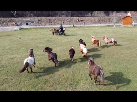 Poneii lui Dan de la Bratca, Bihor - 2021 Nou!!!