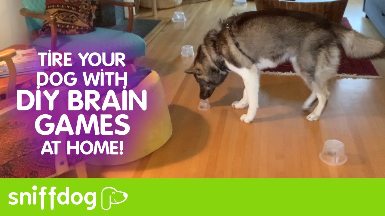 DIY Brain Games at Home to Tire Your Dog!